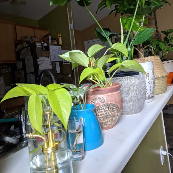 Meet your Posher, Vannia - Picture 1 of 1